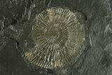 Dactylioceras Ammonite - Posidonia Shale, Germany #228068-1